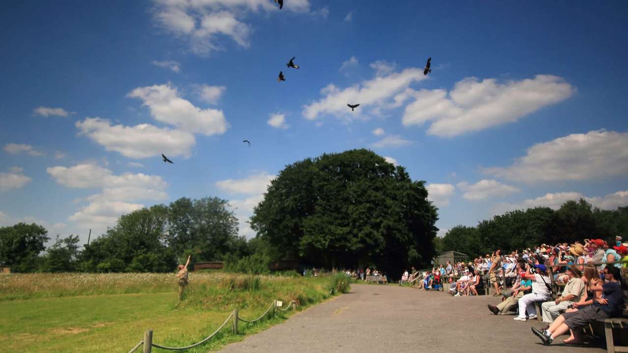 spectators at bird show