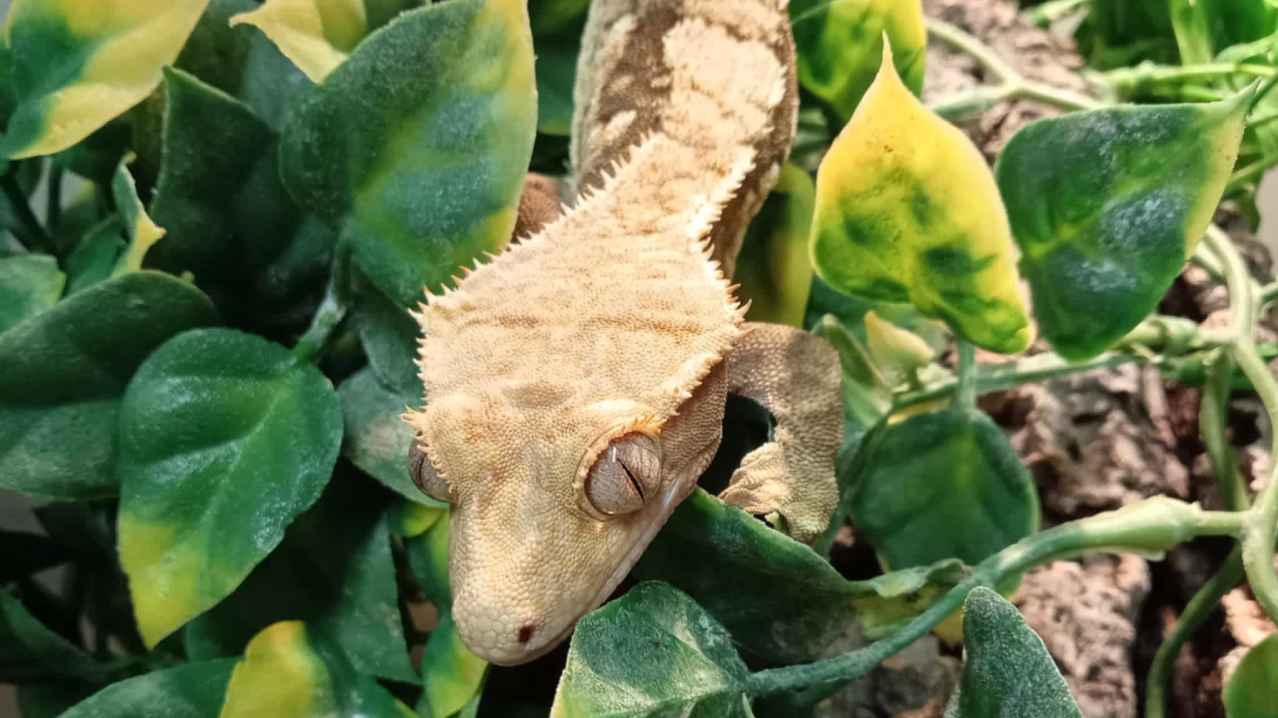 DJL Exotics - Featured Image - 2