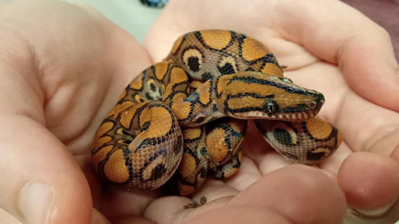 DJL Exotics - Featured Image - 3