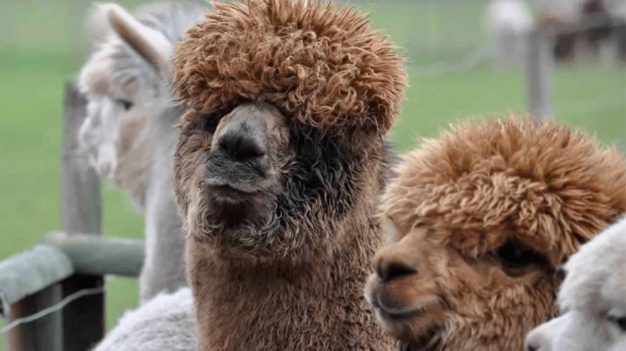 Lucky Tails Alpaca Farm - Featured Image - 2
