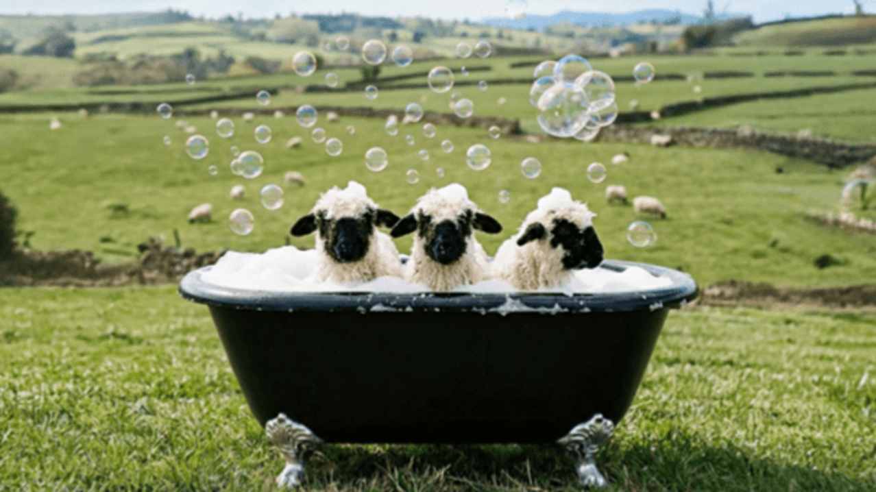 BLACKLION Farm - Featured Image - 1