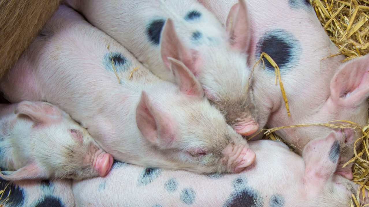 Piglets Adventure Farm Park - Featured Image - 4