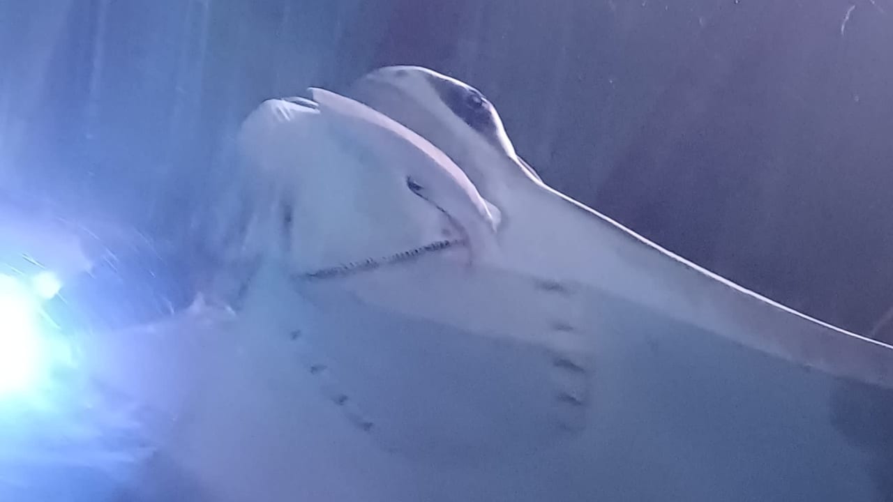 Manta ray Manta ray