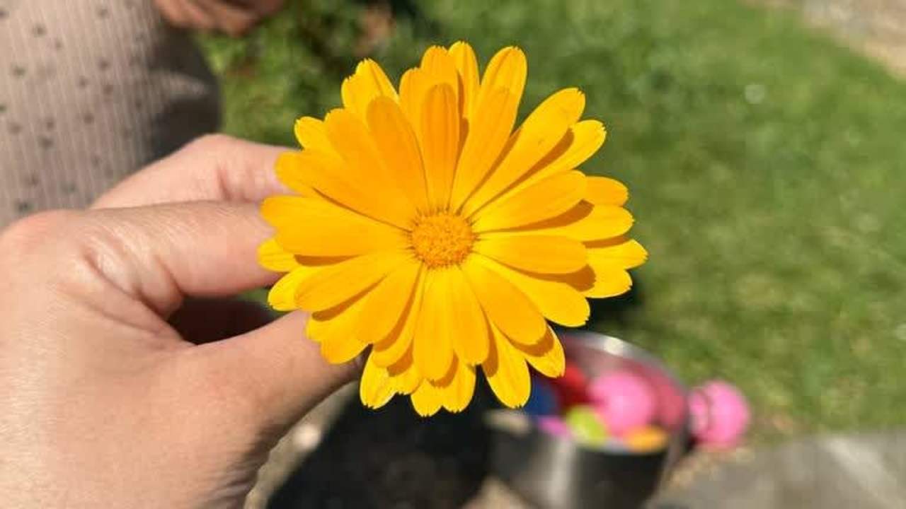 A flower from the gardens