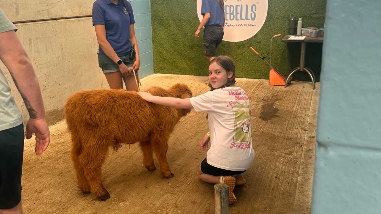 Saying hello to a baby highland cow 🥰