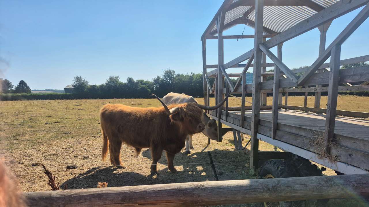 Highland cows and a big beautiful cow
