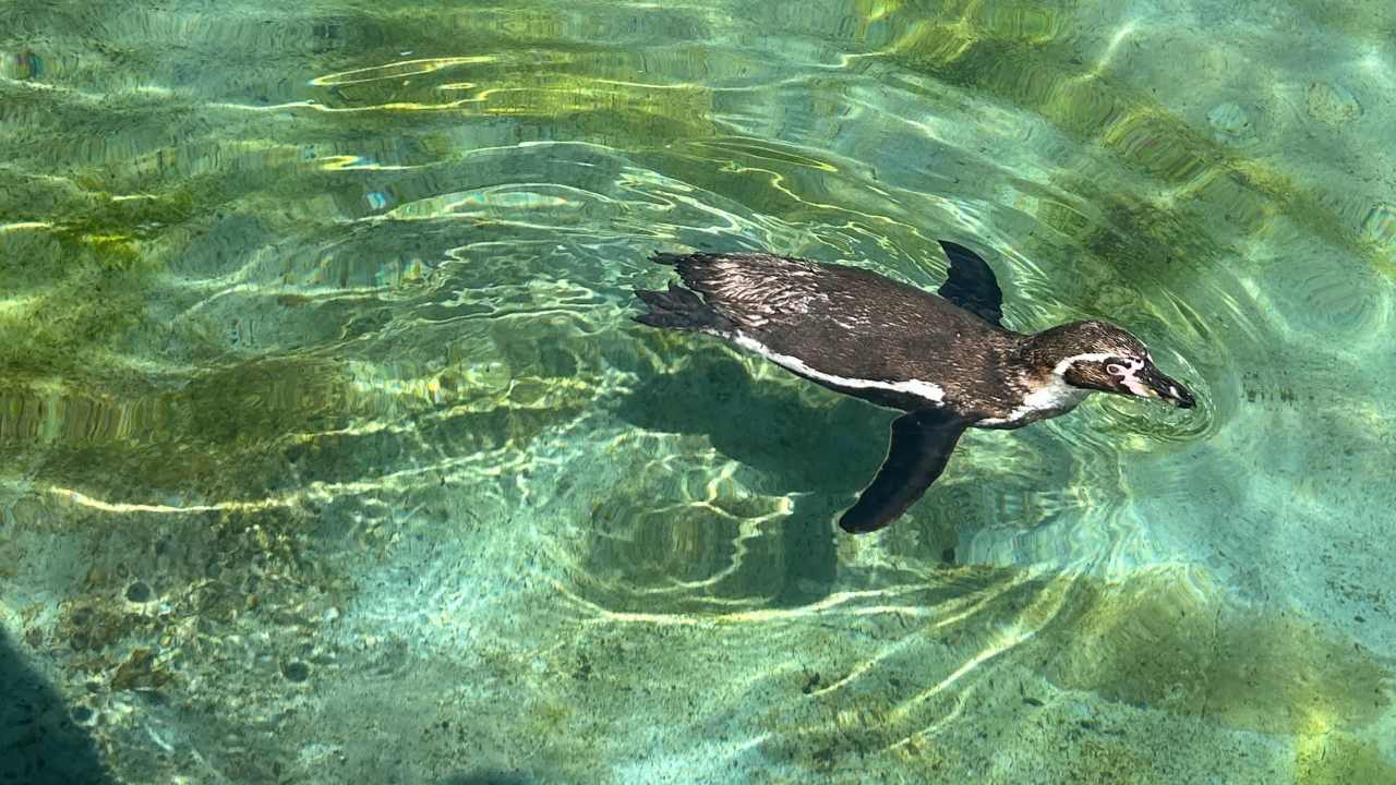 Swimming Penguin Swimming Penguin
