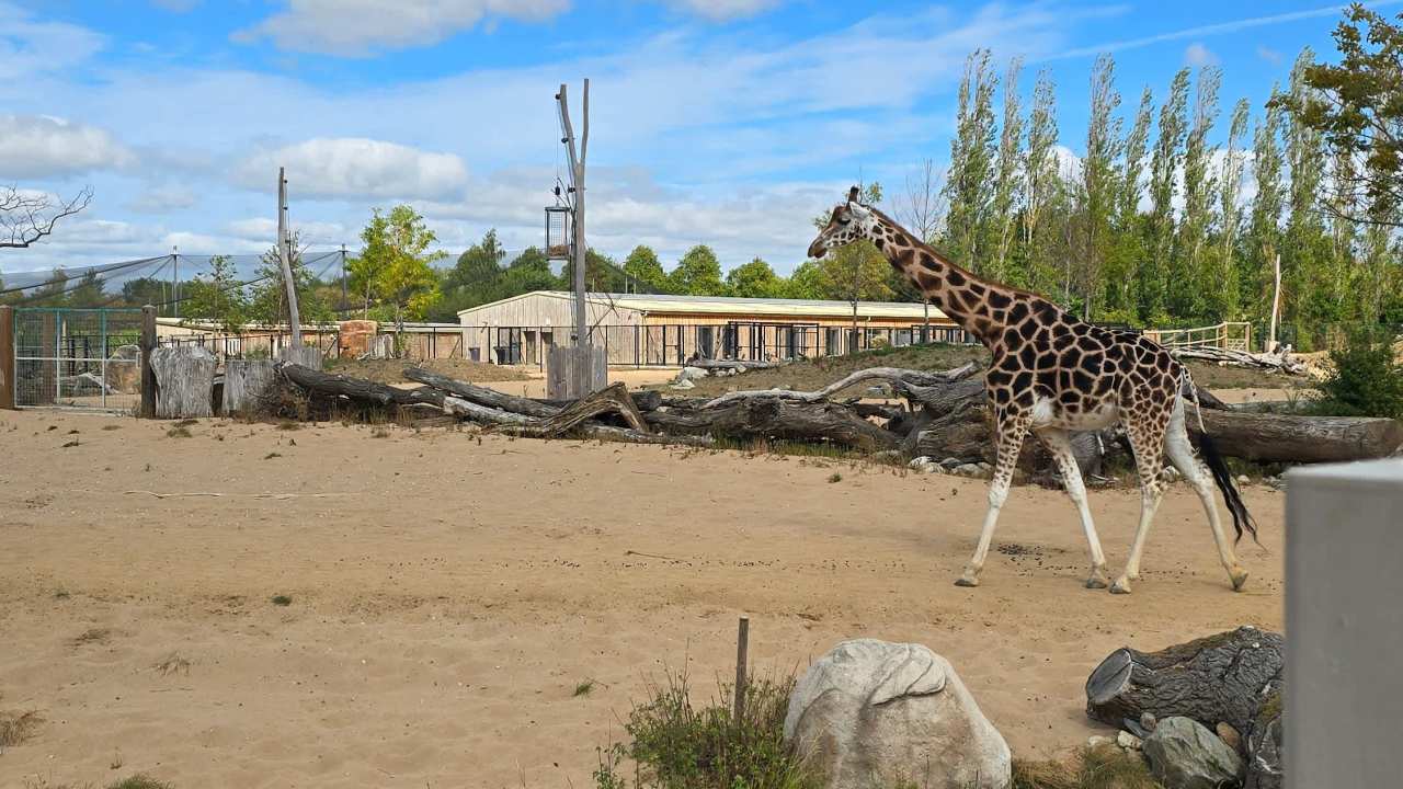 Loved seeing thr giraffes outside in the savannah Loved seeing thr giraffes outside in the savannah