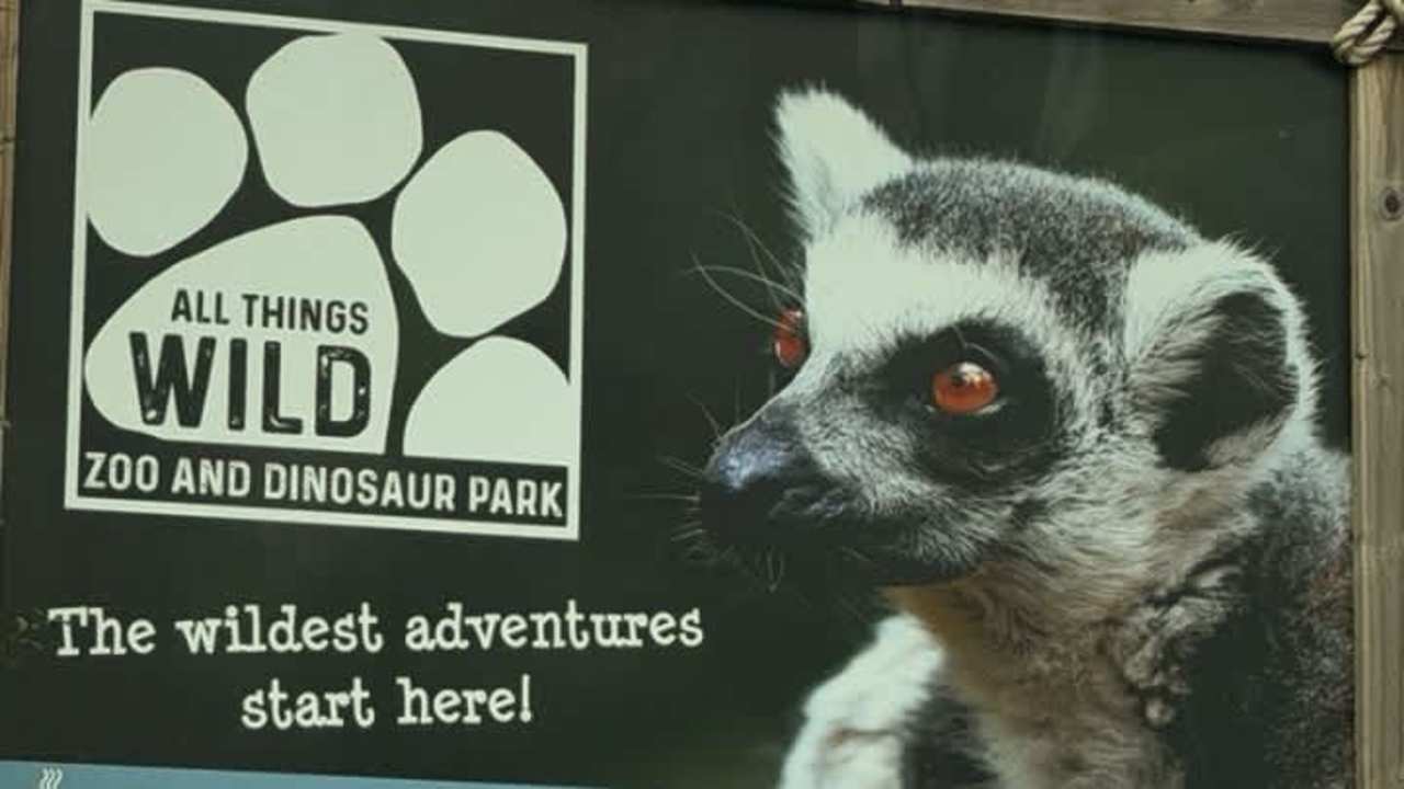 All Things Wild All Things Wild