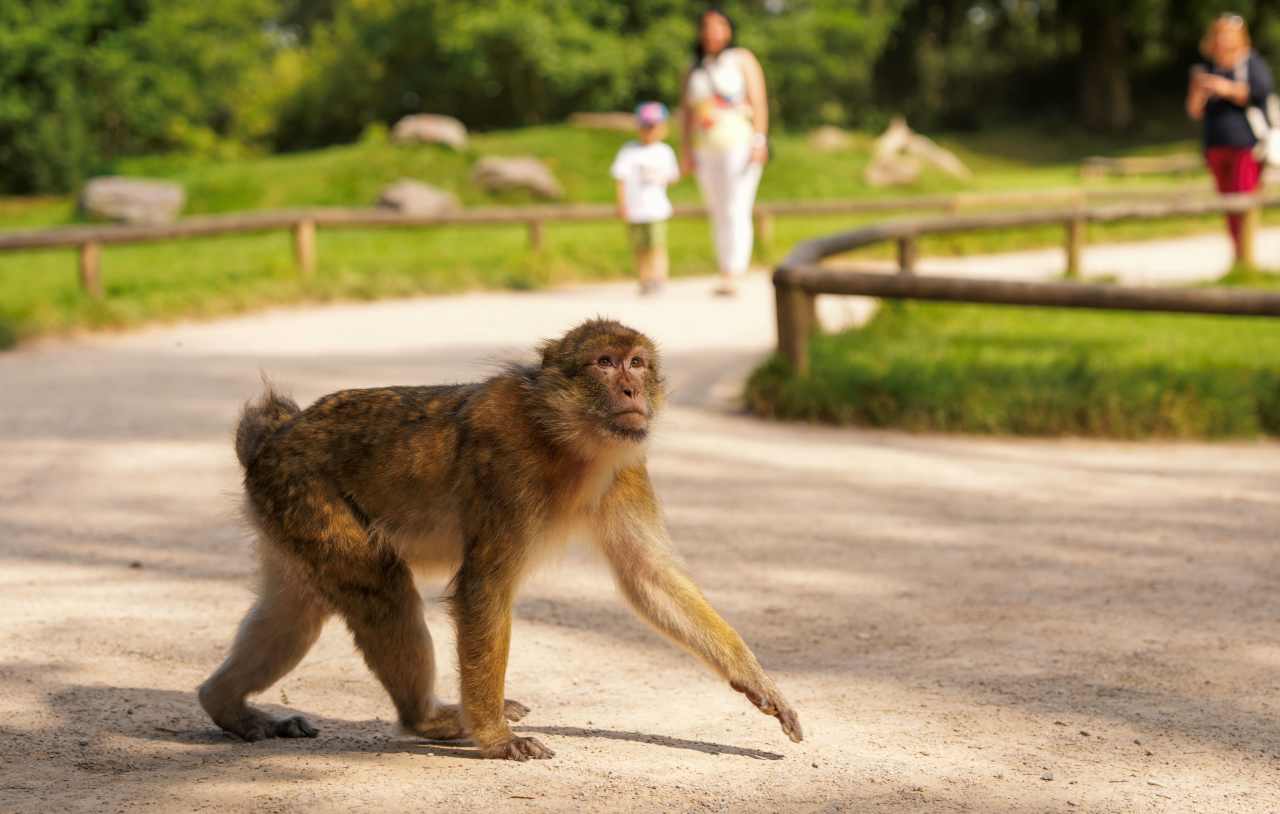 Experience Free-roaming Monkey's This May Half Term! - Featured Image - 1
