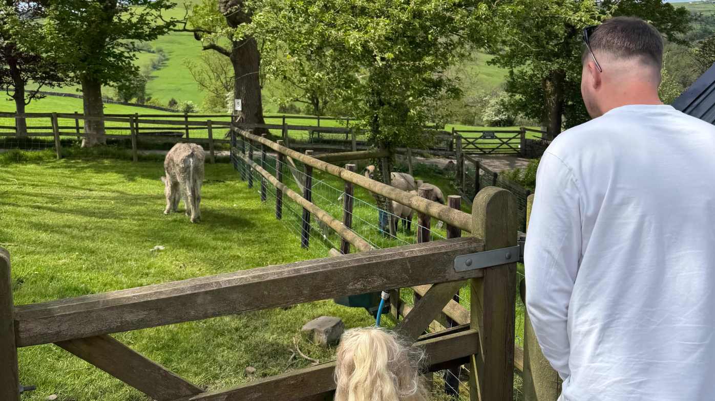 Looking at the animals Looking at the animals