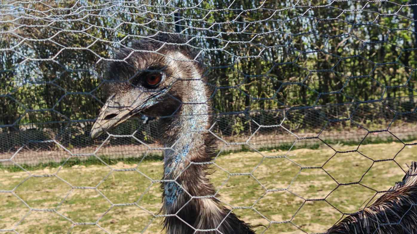 Emu Emu