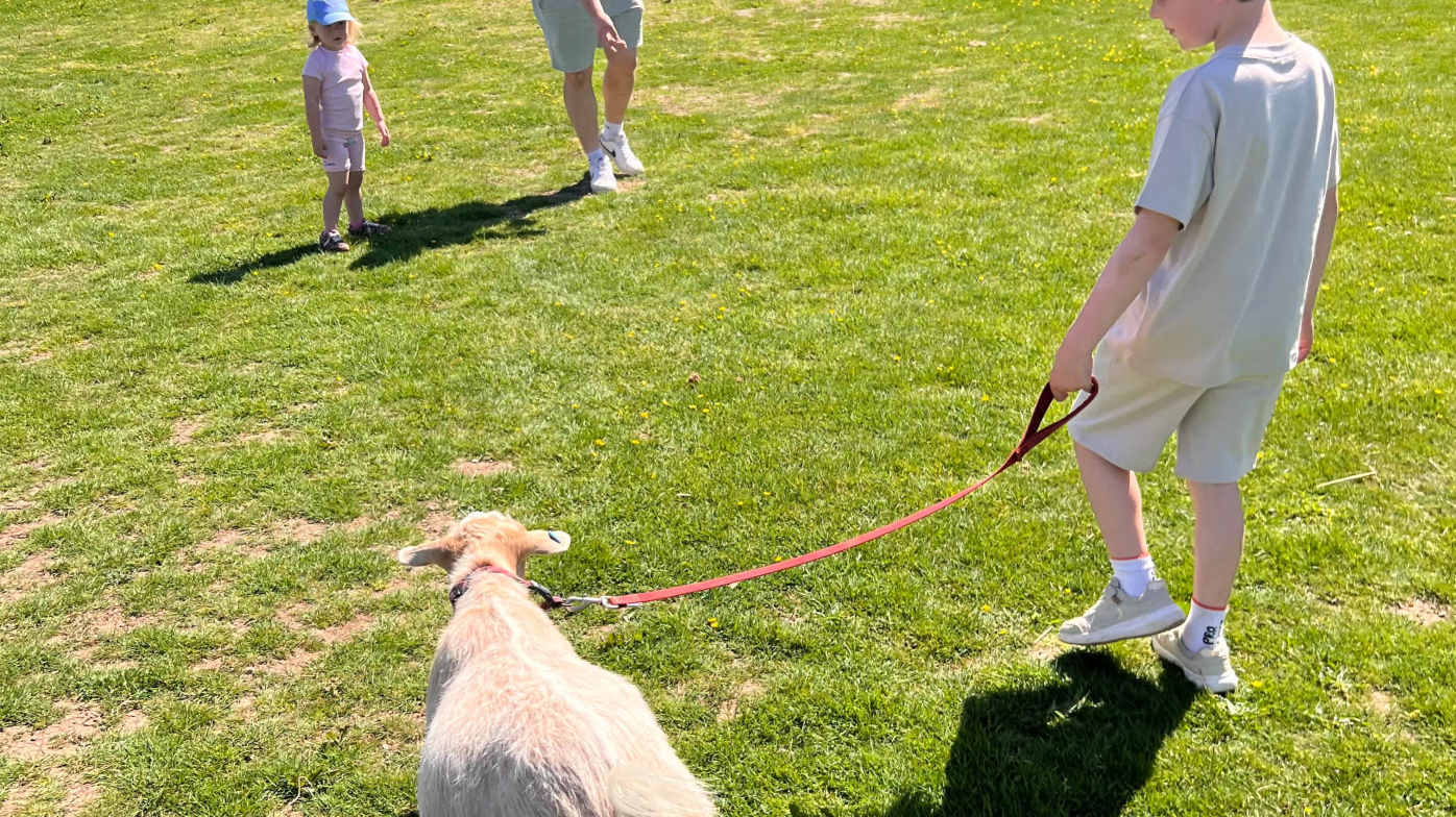 Who’s taking who for a walk 🐐