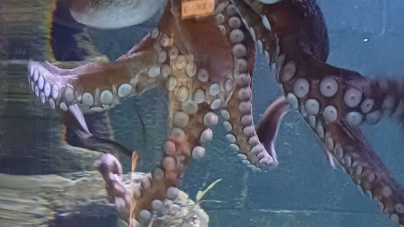 Octopus feed and talk Octopus feed and talk