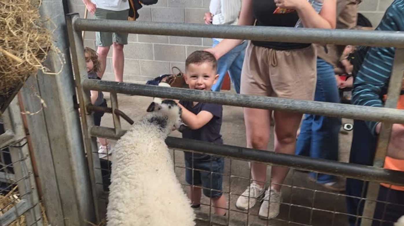 Lamb feeding Lamb feeding