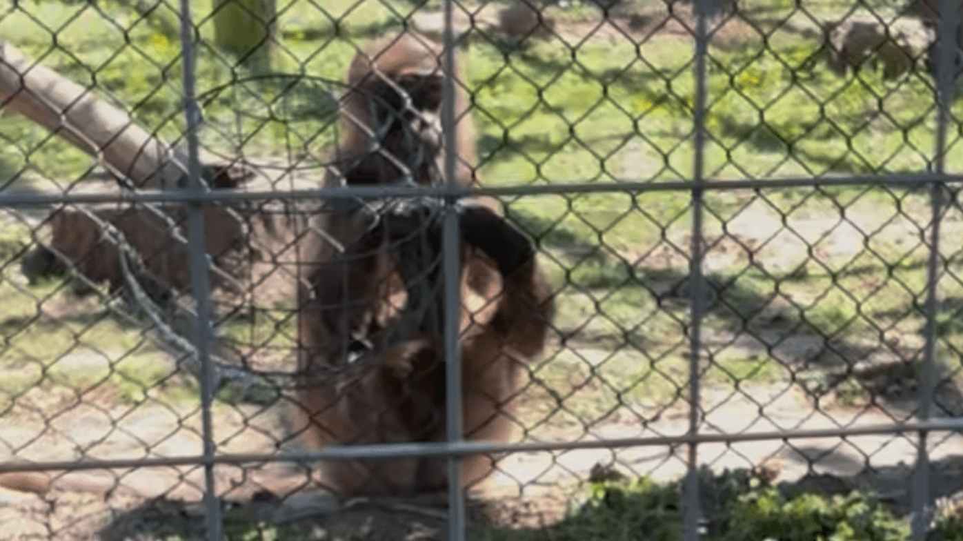 Lots of monkeys