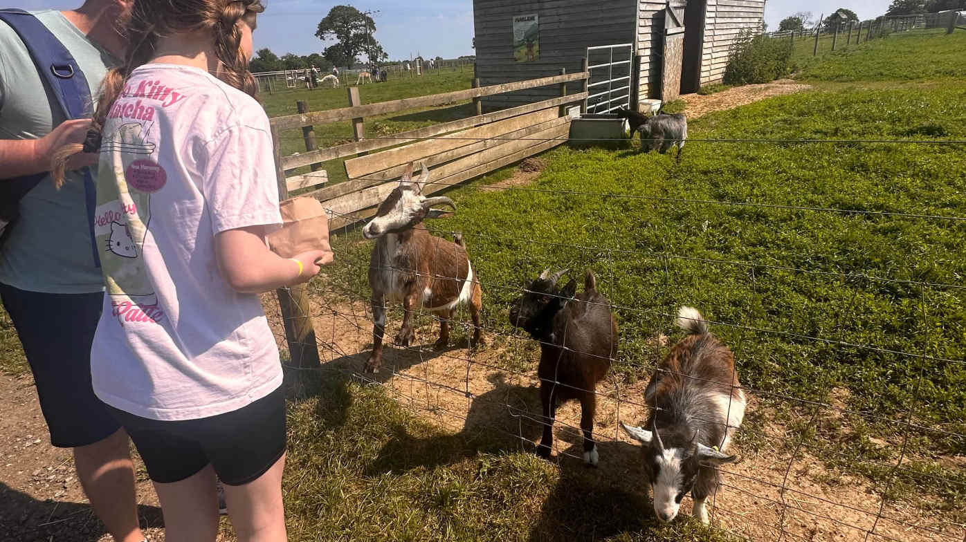 Seeing the animals for the first time!