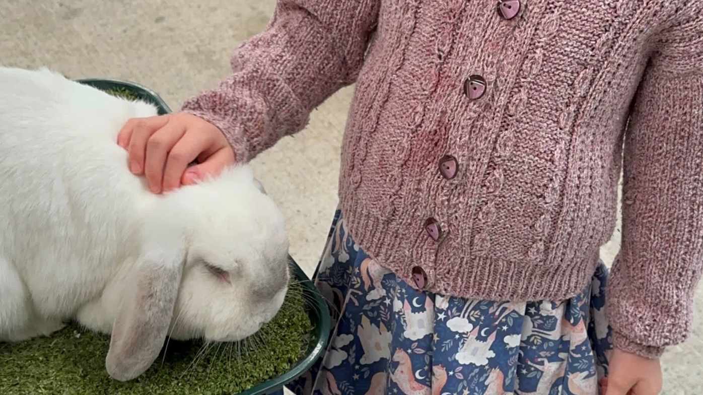 Petting the Rabbit Petting the Rabbit