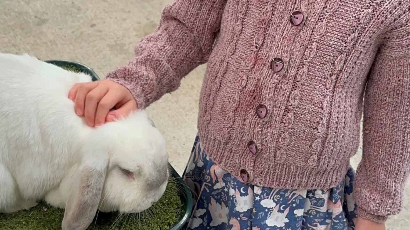 Petting Rabbits Petting Rabbits