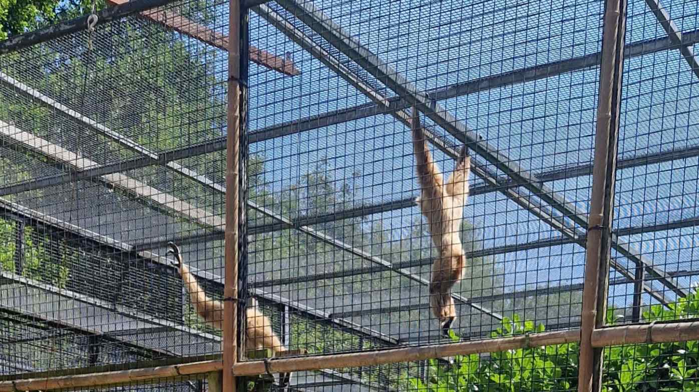 Gibbons at the zoo Gibbons at the zoo