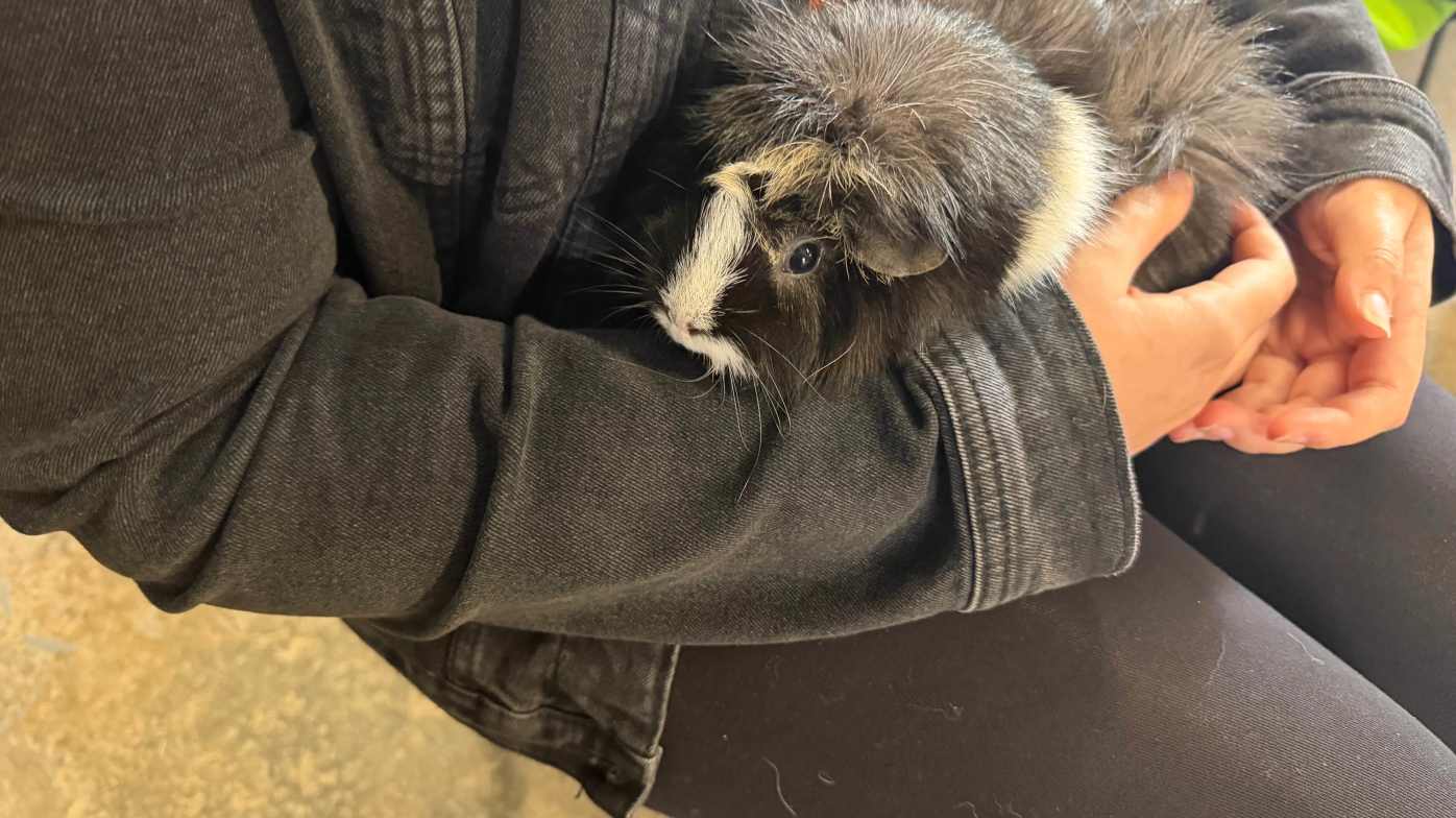 Animal petting barn