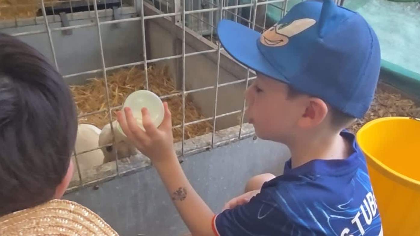 Bottle feeding the baby goats. Bottle feeding the baby goats.