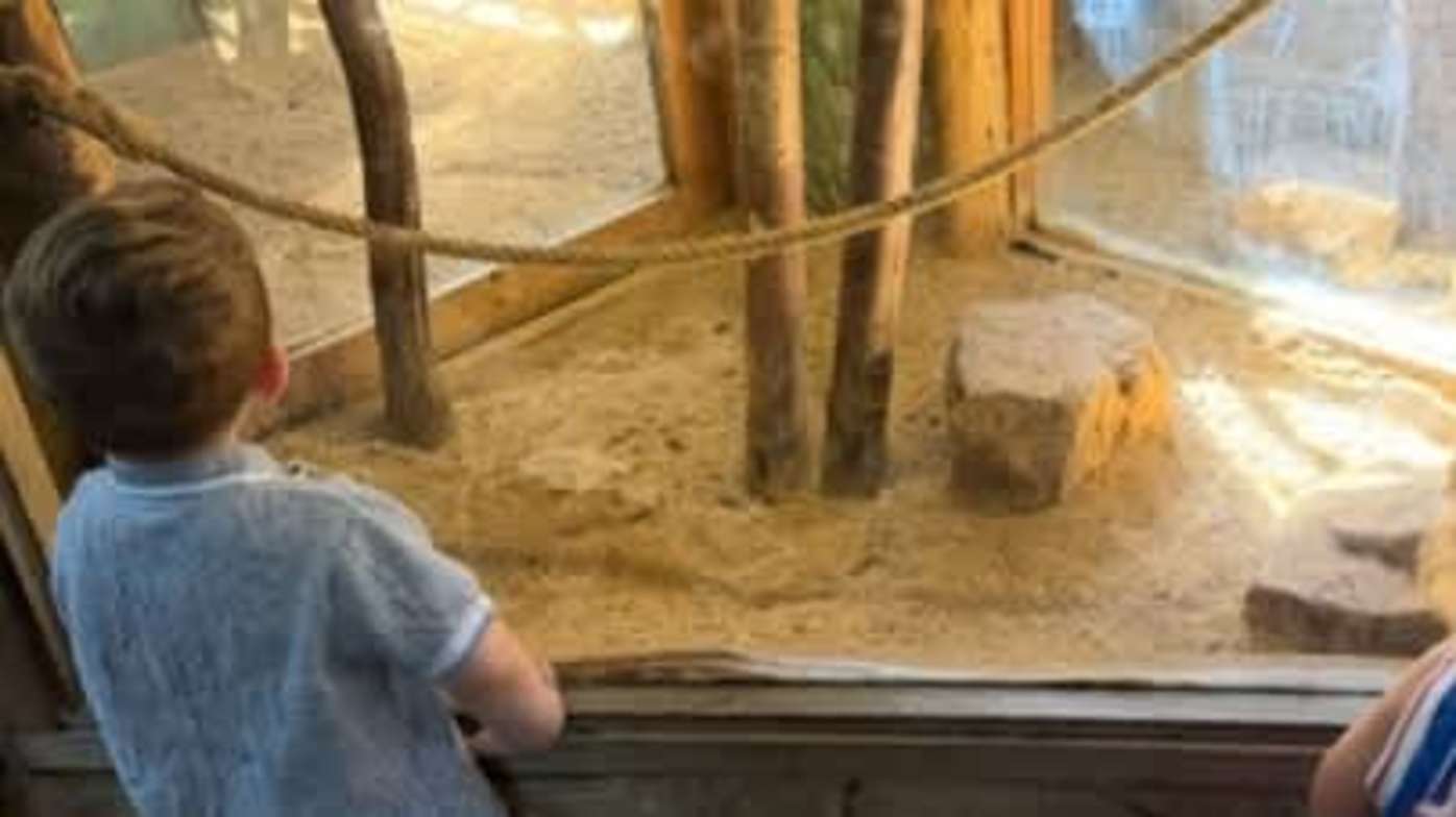 Interested in the animals immediately Interested in the animals immediately