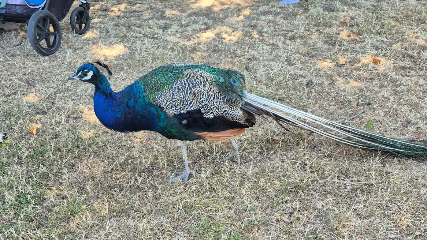 Wild peacock
