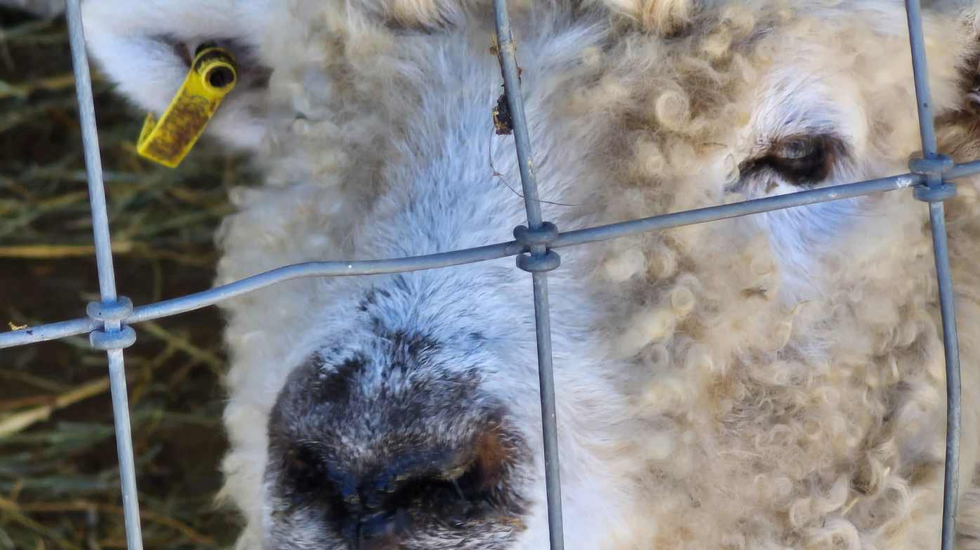 Sheep