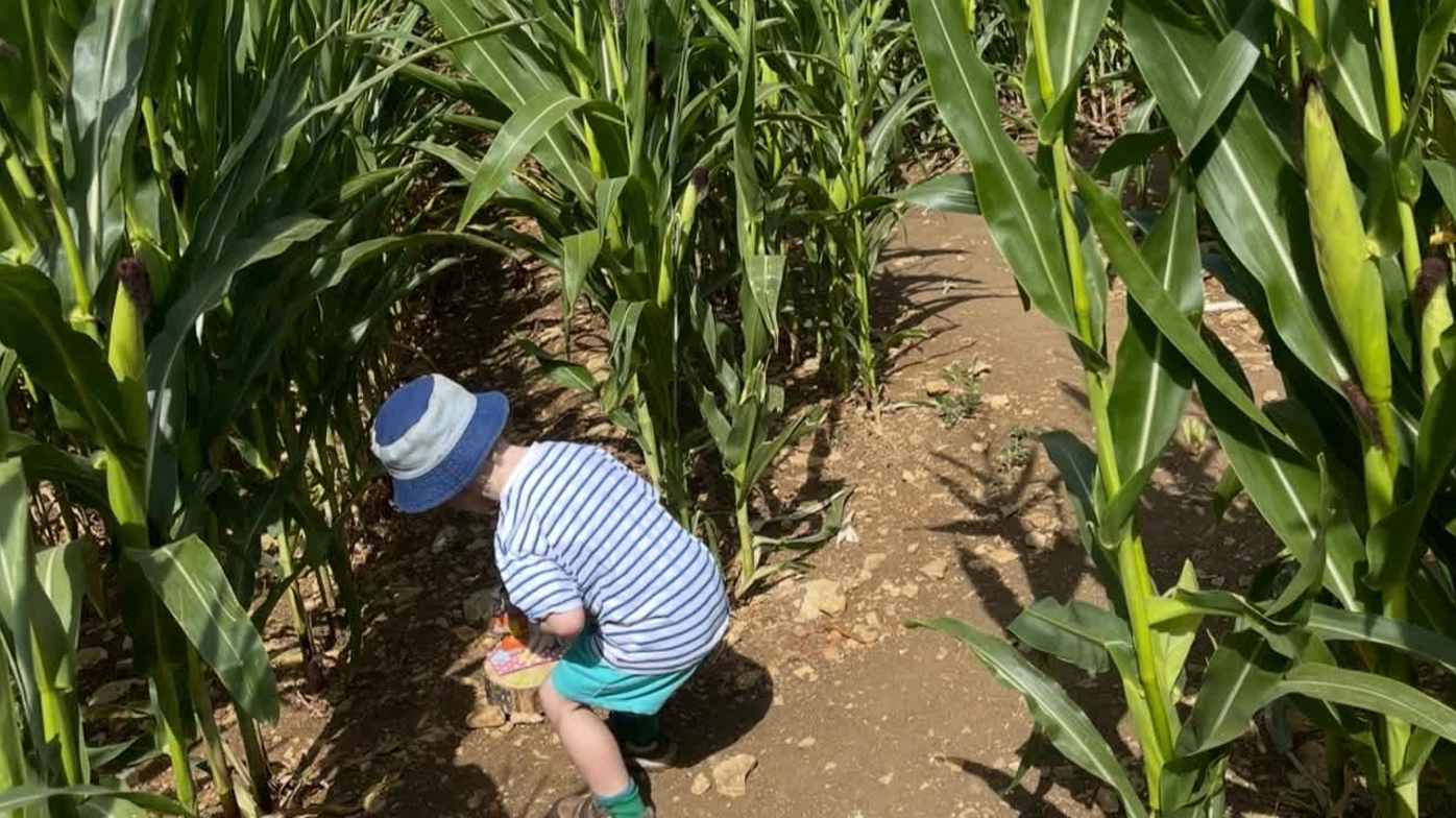 Gnomes in the Maze!
