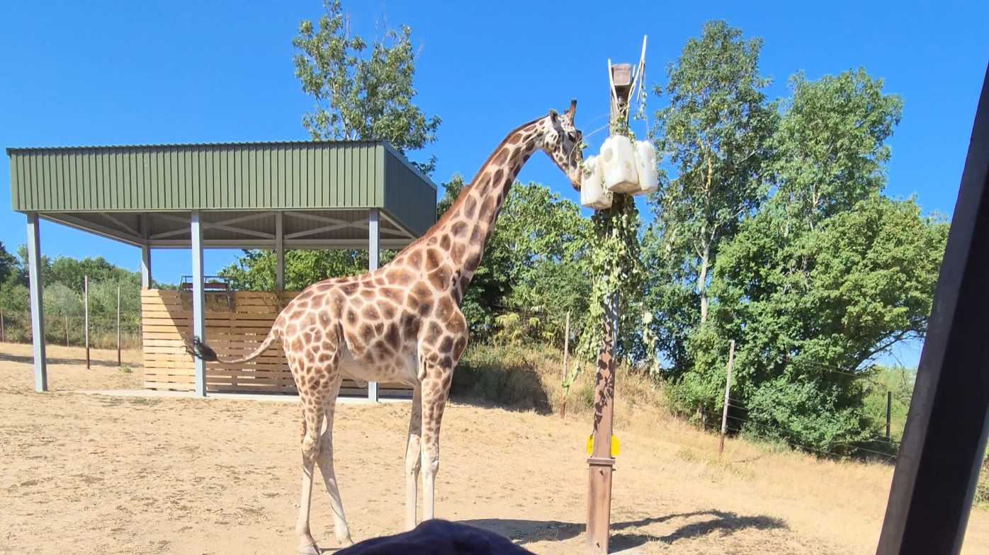 And really enjoyed the Safari