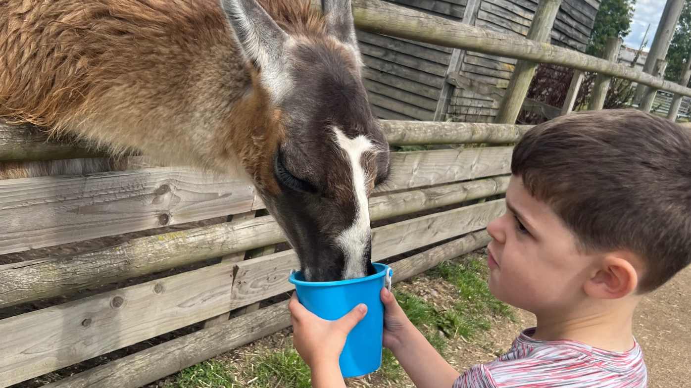 Feeding the llamas and alpacas Feeding the llamas and alpacas