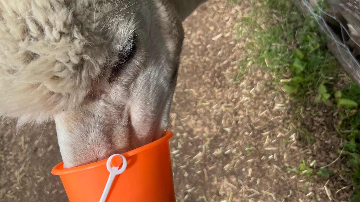 Up close with our furry friends Up close with our furry friends