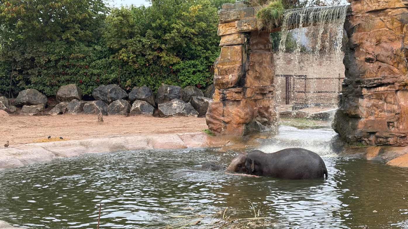 Elephants Elephants