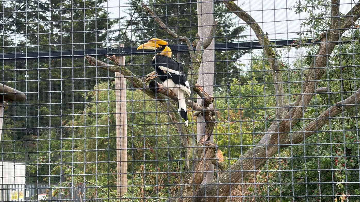 Toucan Toucan