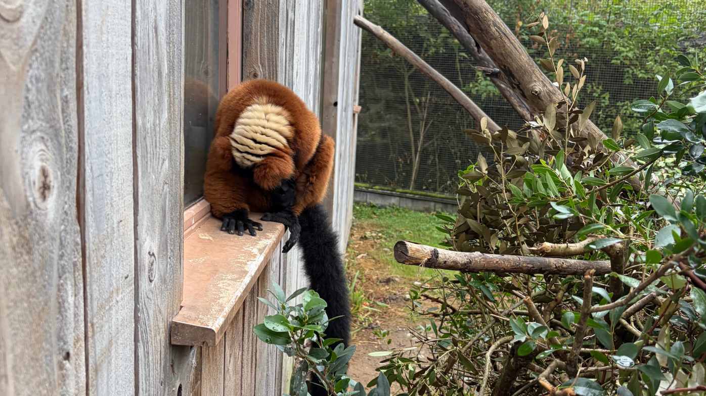Red Lemur Red Lemur