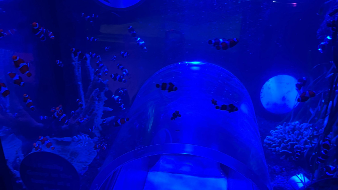 Seeing fishes all around Seeing fishes all around