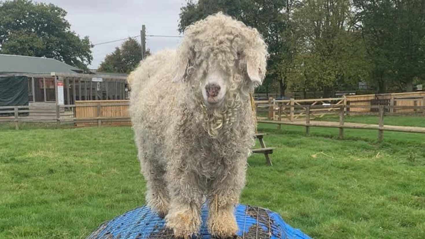 The Bucks Goat Centre - Featured Image - 1