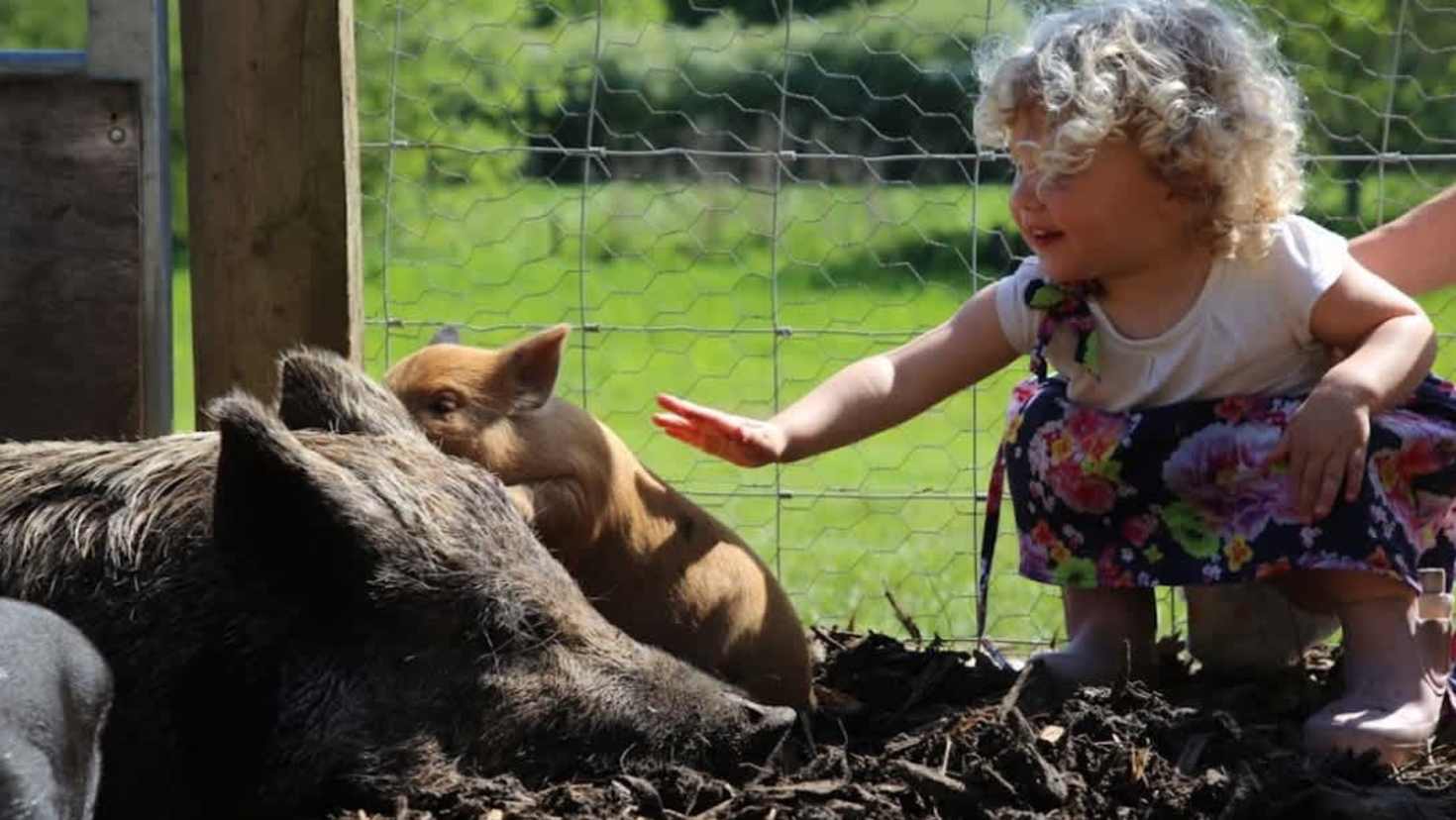 Piggy Pet and Play - Featured Image - 2