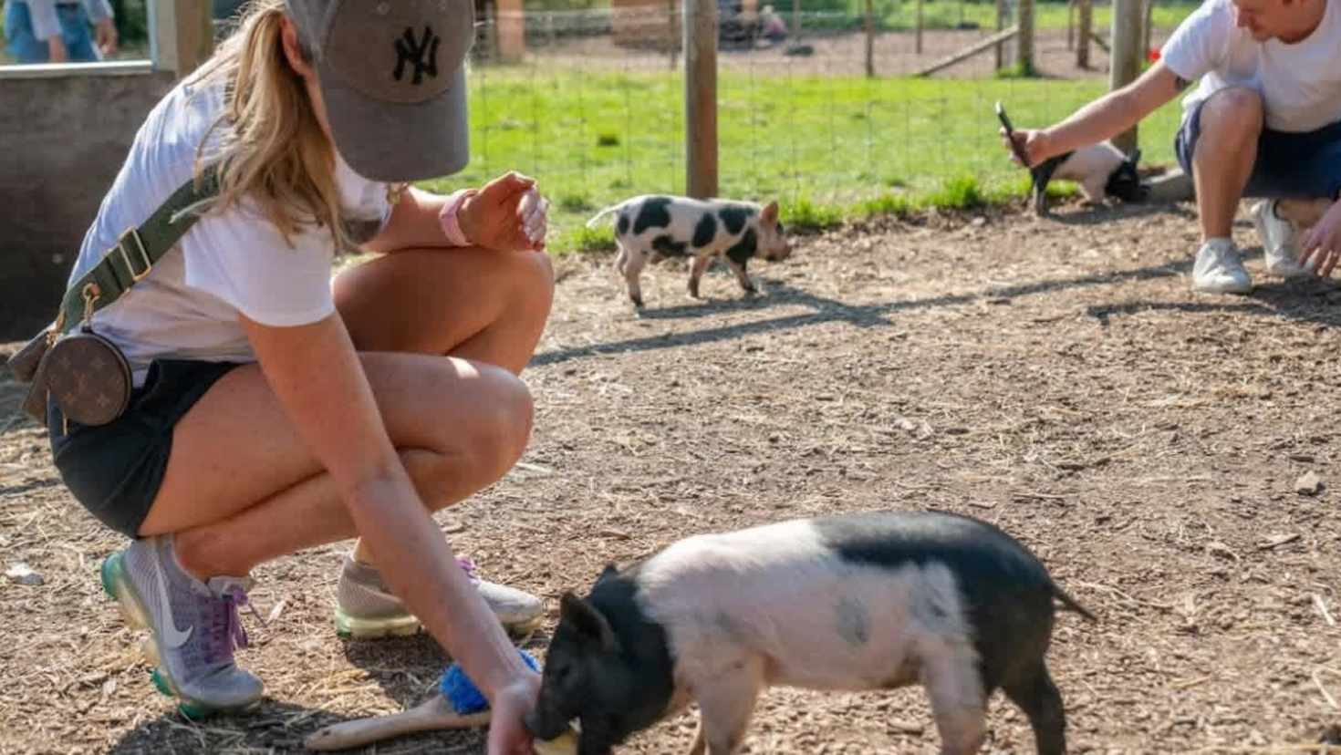 Piggy Pet and Play - Featured Image - 3