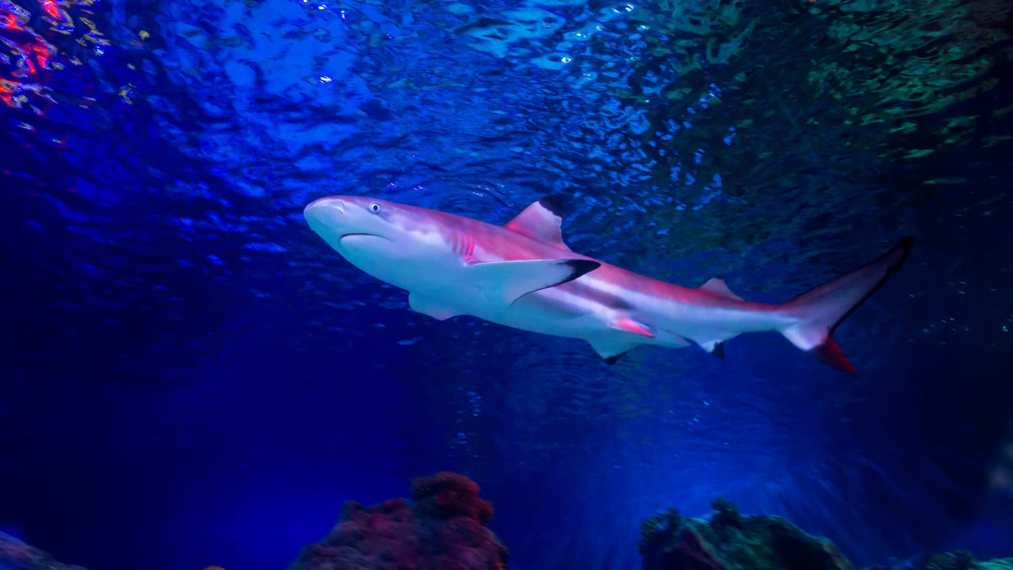Part of the SEA LIFE Trust - Image Part of the SEA LIFE Trust - Image