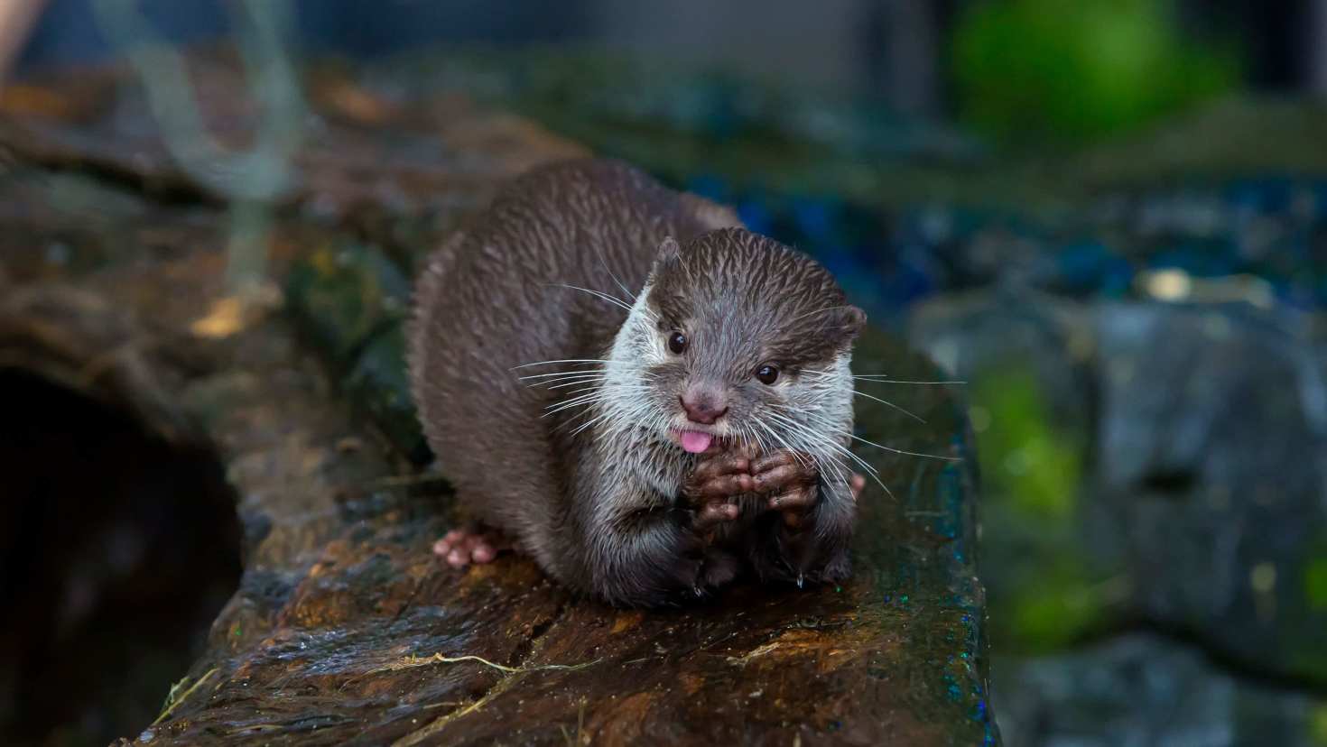 Home to Scotland’s Only Sea Otters - Image Home to Scotland’s Only Sea Otters - Image