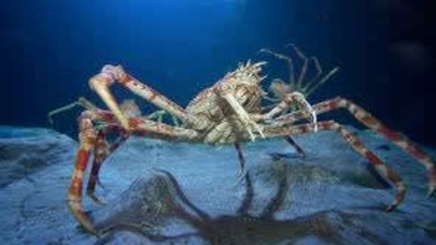 Discover Fascinating Marine Life - Image Discover Fascinating Marine Life - Image