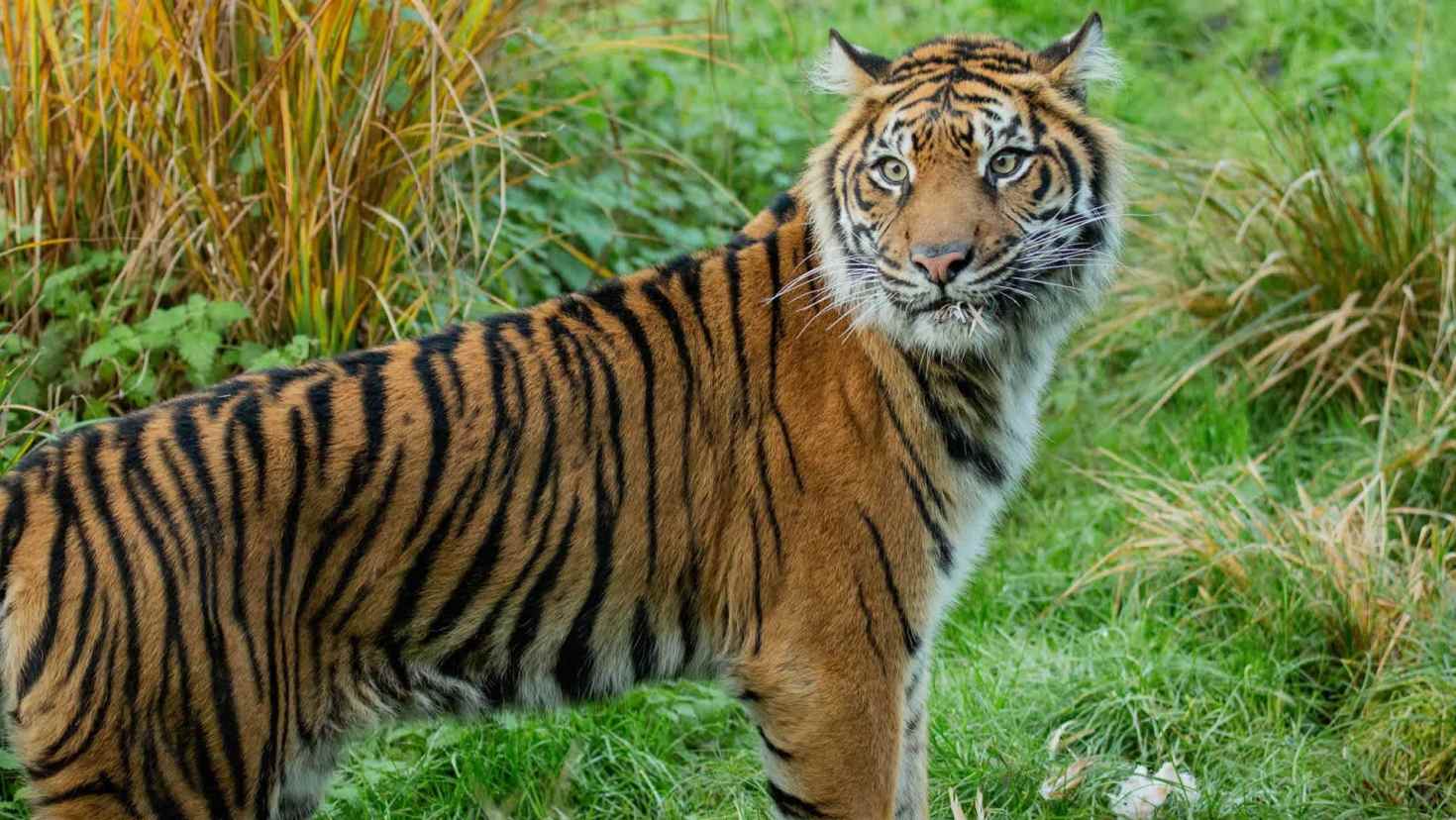 See wildlife in the heart of London - Image