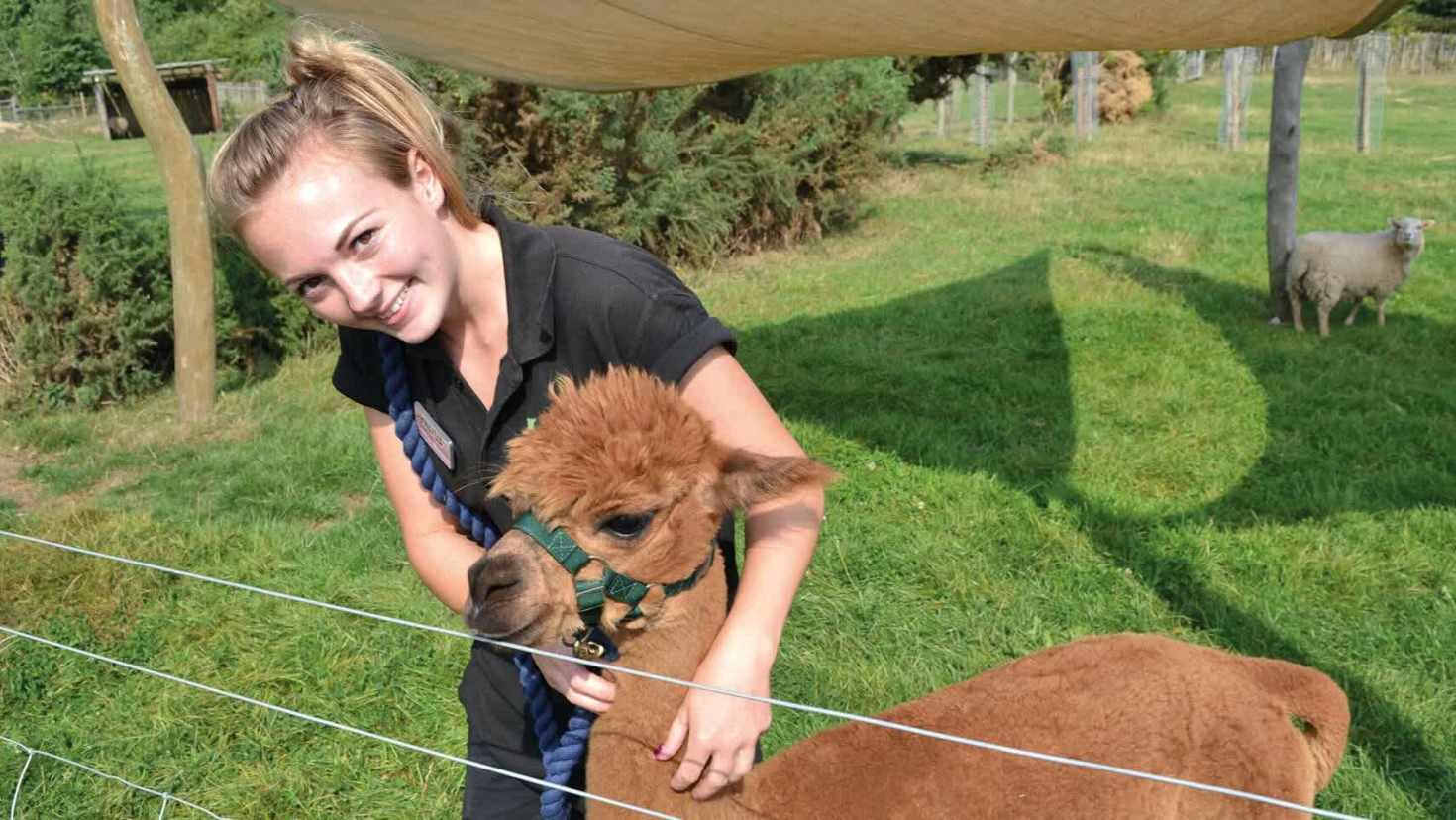 Animal encounters - Image