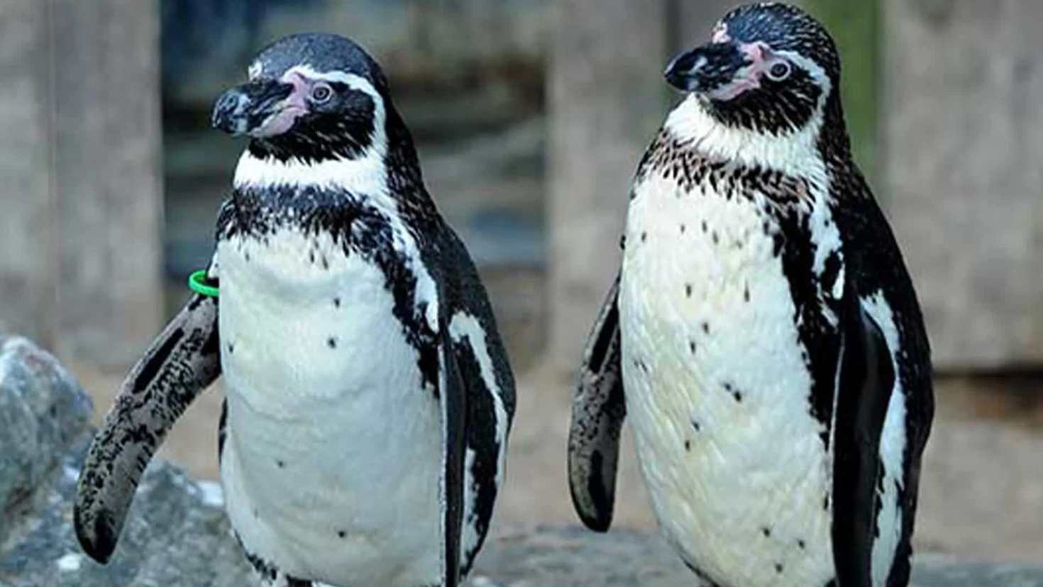 two penguins at sea life two penguins at sea life