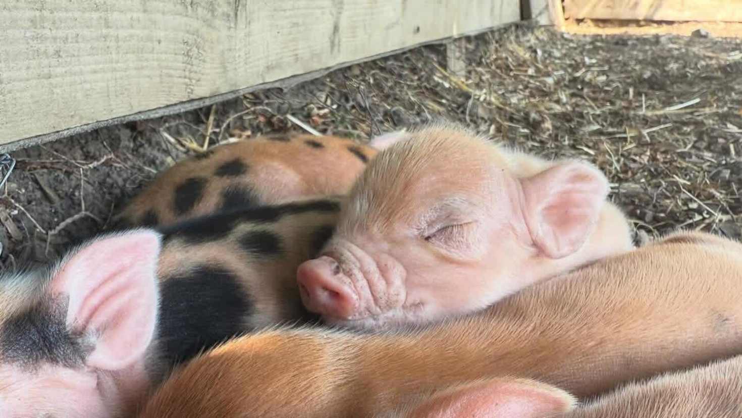Piggy Zen Day - Image Piggy Zen Day - Image