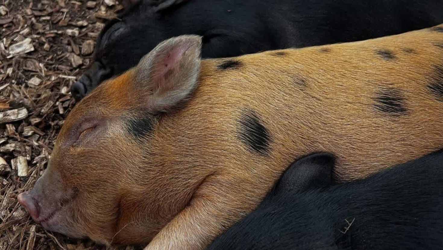 Snout-tastic Photo Ops - Image Snout-tastic Photo Ops - Image
