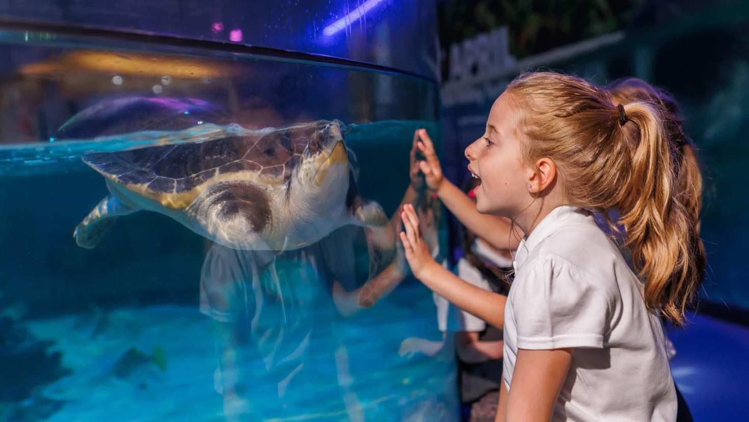 Young child viewing marine life at SEA LIFE Loch Lomond