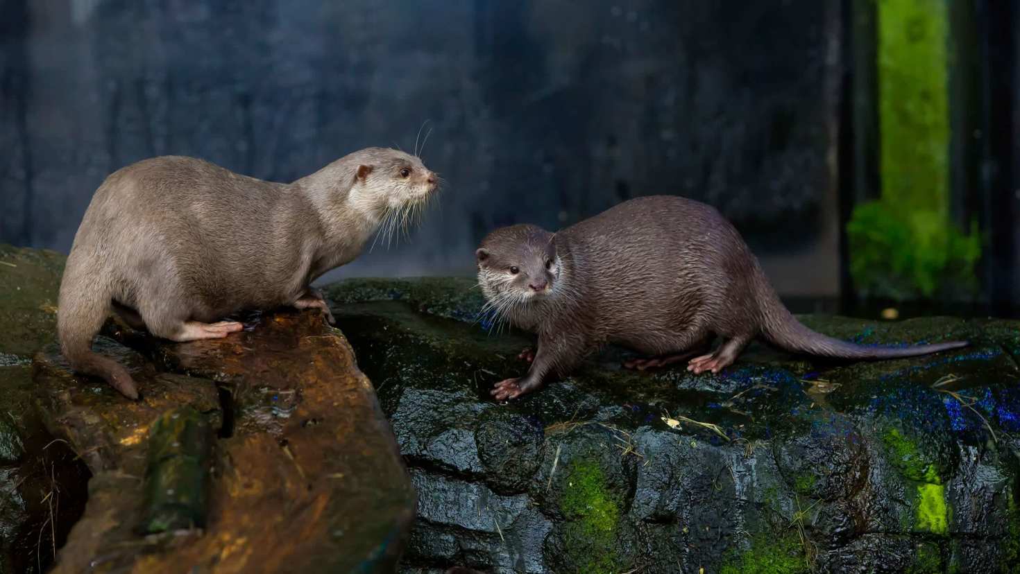 Two Asian small-clawed otters in an enclosure at SEA LIFE Loch Lomond